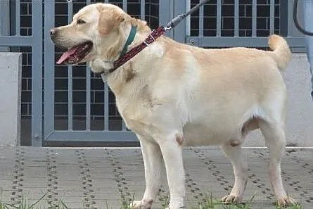 Herkules - biszkoptowy labrador szuka domu,  dolnośląskie Wrocław