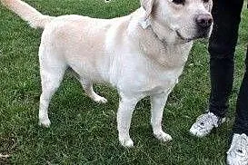 Herkules - biszkoptowy labrador szuka domu,  dolno