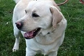Herkules - biszkoptowy labrador szuka domu,  dolno