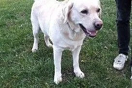 Herkules - biszkoptowy labrador szuka domu,  dolno