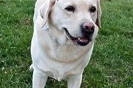 Herkules - biszkoptowy labrador szuka domu,  dolno