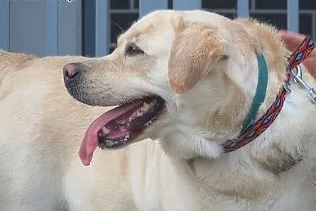 Herkules - biszkoptowy labrador szuka domu,  dolno