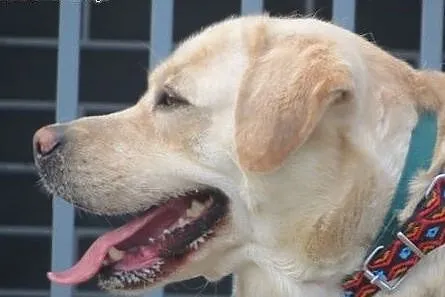 Herkules - biszkoptowy labrador szuka domu,  dolno