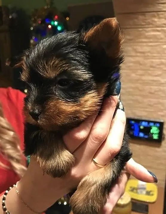 filiżanka herbaty szczenięta Yorkshire terrier, Świętokrzyskie, Kielce