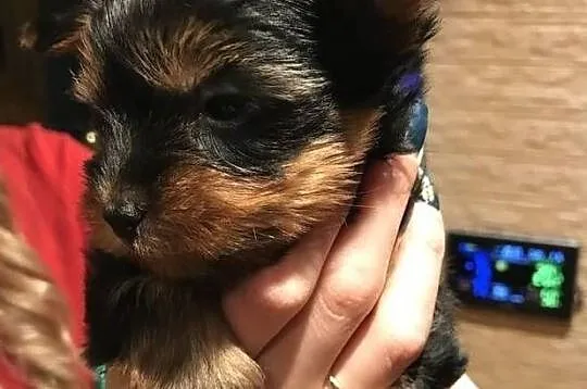 filiżanka herbaty szczenięta Yorkshire terrier