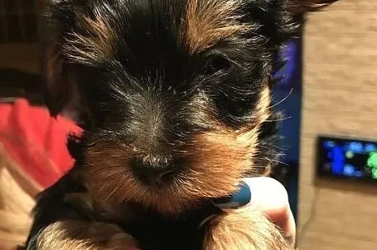 filiżanka herbaty szczenięta Yorkshire terrier, Świętokrzyskie, Kielce