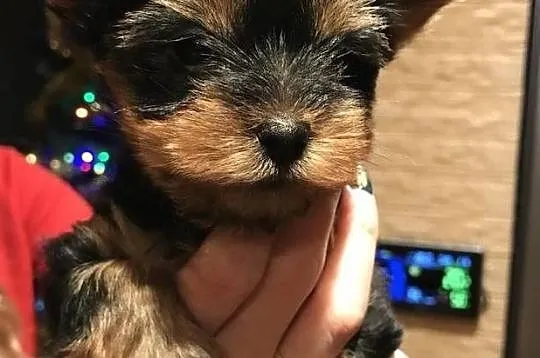 filiżanka herbaty szczenięta Yorkshire terrier, Świętokrzyskie, Kielce