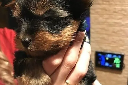 filiżanka herbaty szczenięta Yorkshire terrier, Świętokrzyskie, Kielce