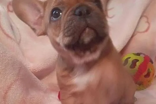 Buldog francuski