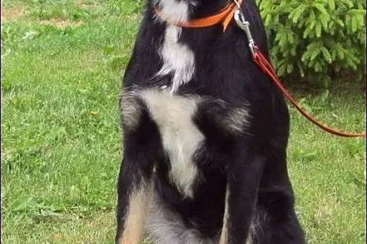 Pongo - urodziwy młodzieniec :),  warmińsko-mazurskie Kętrzyn
