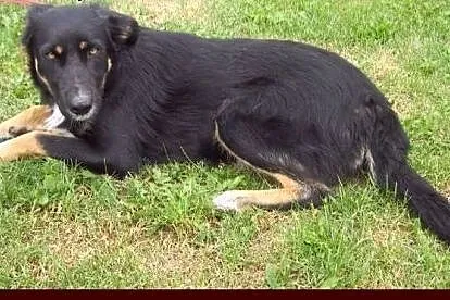 Pongo - urodziwy młodzieniec :),  warmińsko-mazurs