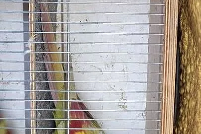 Sprzedam papugi rozelle królewskie, górskie pastele ,, Małopolskie, Nowy Sącz