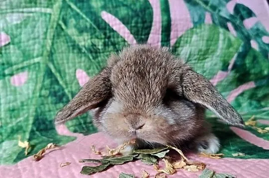 Króliki miniaturki, Dolnośląskie, Jelenia Góra