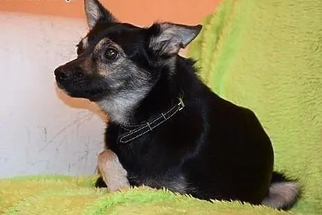 Mikro sunia FINKA szuka domu ,  mazowieckie Warsza