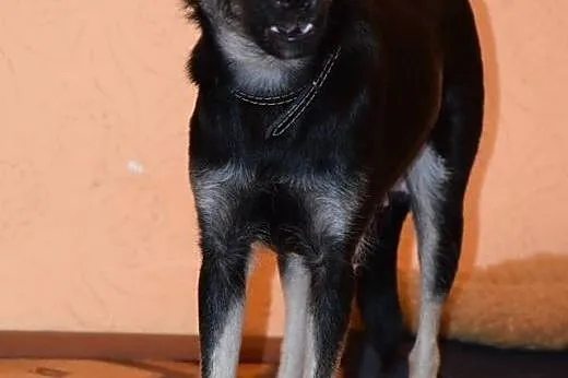 Mikro sunia FINKA szuka domu ,  mazowieckie Warsza