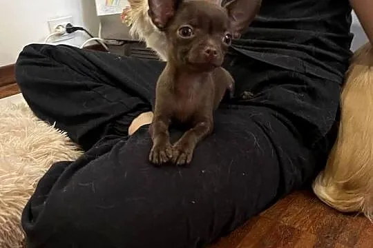 Chihuahua suczka czekoladowa