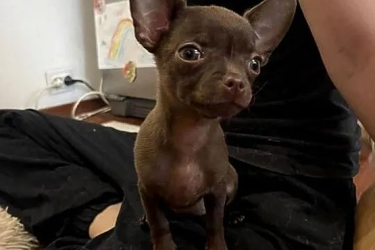 Chihuahua suczka czekoladowa, Łódzkie, Tuszyn