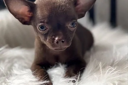 Chihuahua suczka czekoladowa, Łódzkie, Tuszyn