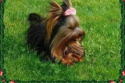 York, yorkshire terrier! Krycie.Mini REPRODUKTOR! 