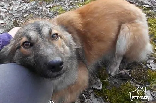 FIGA - niewielka, kochana, sunia idealna szuka dom