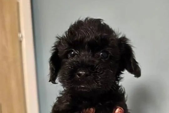Yorkshire  terrier