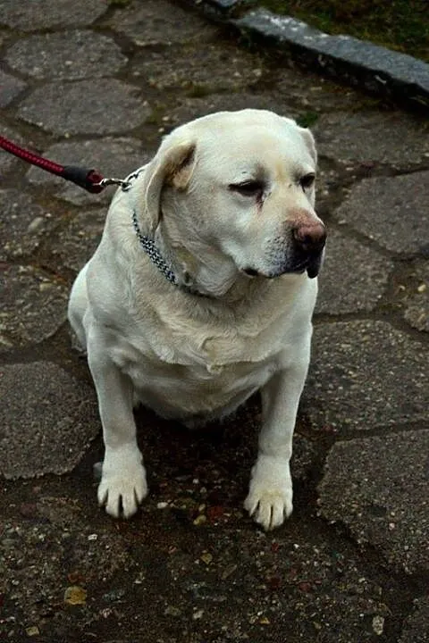 Gruby - z dnia na dzień gaśnie w oczach :(