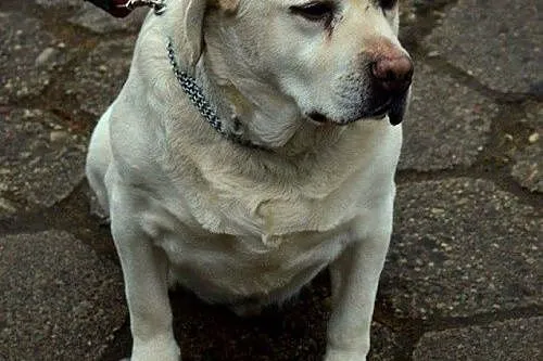 Gruby - z dnia na dzień gaśnie w oczach :(