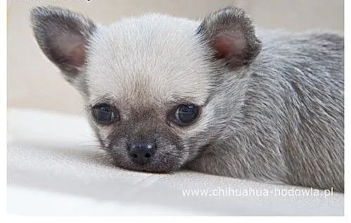 Chihuahua miniaturka, szczeniak rodowód ZKwP / F