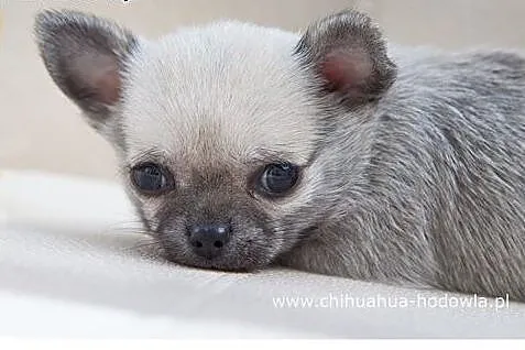 Chihuahua miniaturka,  szczeniak  rodowód ZKwP / F