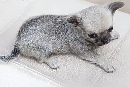Chihuahua miniaturka,  szczeniak  rodowód ZKwP / F
