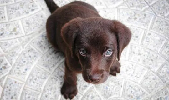 szczenięta labradorów do adopcji e-mail: {{{tamarabraine@gmail.com}},, , Inowrocław