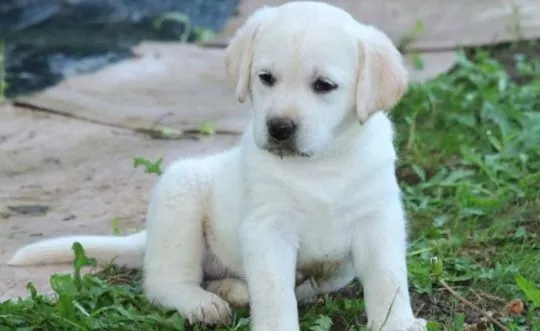 szczenięta labradorów do adopcji e-mail: {{{tamarabraine@gmail.com}},, , Inowrocław