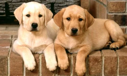 szczenięta labradorów do adopcji e-mail: {{{tamarabraine@gmail.com}},, , Inowrocław