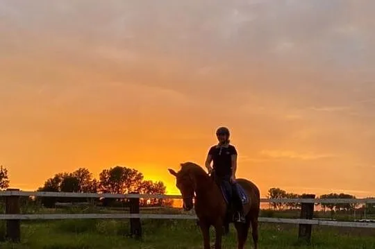 Piekny walach arabski ujezdzony do CC-PSG, 148cm grupa D-Pony, , 