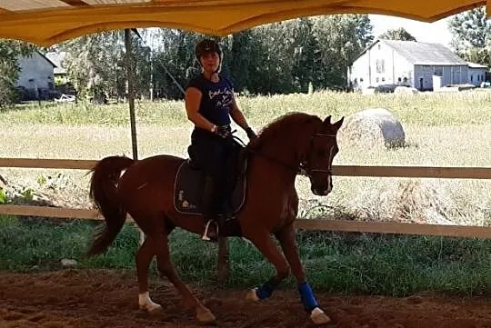 Piekny walach arabski ujezdzony do CC-PSG, 148cm grupa D-Pony, , 