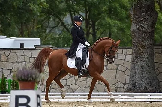 Piekny walach arabski ujezdzony do CC-PSG, 148cm grupa D-Pony, , 