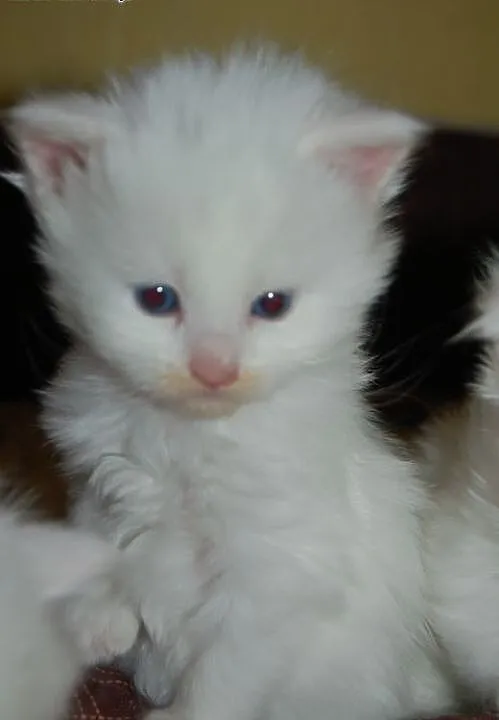 Białe kocięta Maine coon, mazowieckie Milanówek