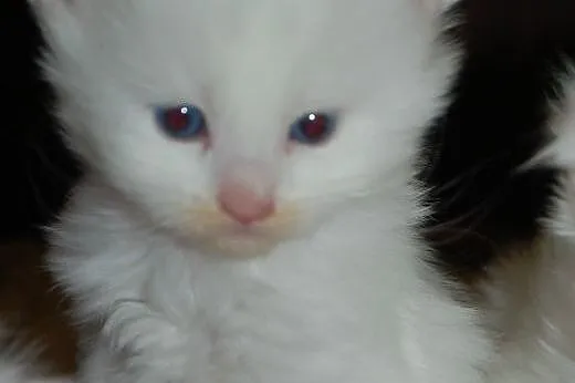 Białe kocięta Maine coon,  mazowieckie Milanówek