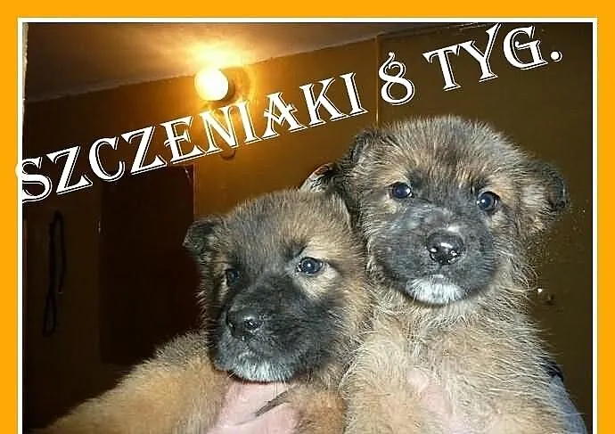 Szczeniaki,pieski,suczka,docelowo większe.ADOPCJA