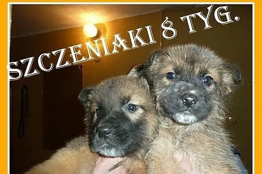 Szczeniaki,pieski,suczka,docelowo większe.ADOPCJA