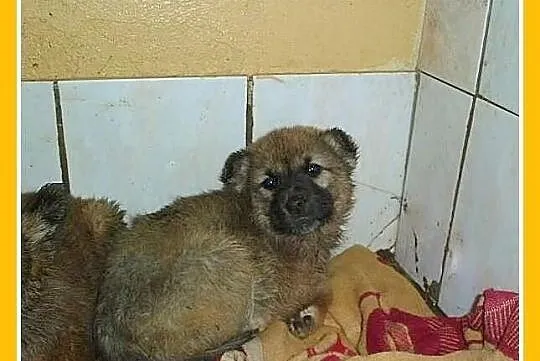 Szczeniaki,pieski,suczka,docelowo większe.ADOPCJA