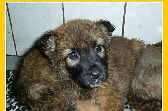 Szczeniaki,pieski,suczka,docelowo większe.ADOPCJA