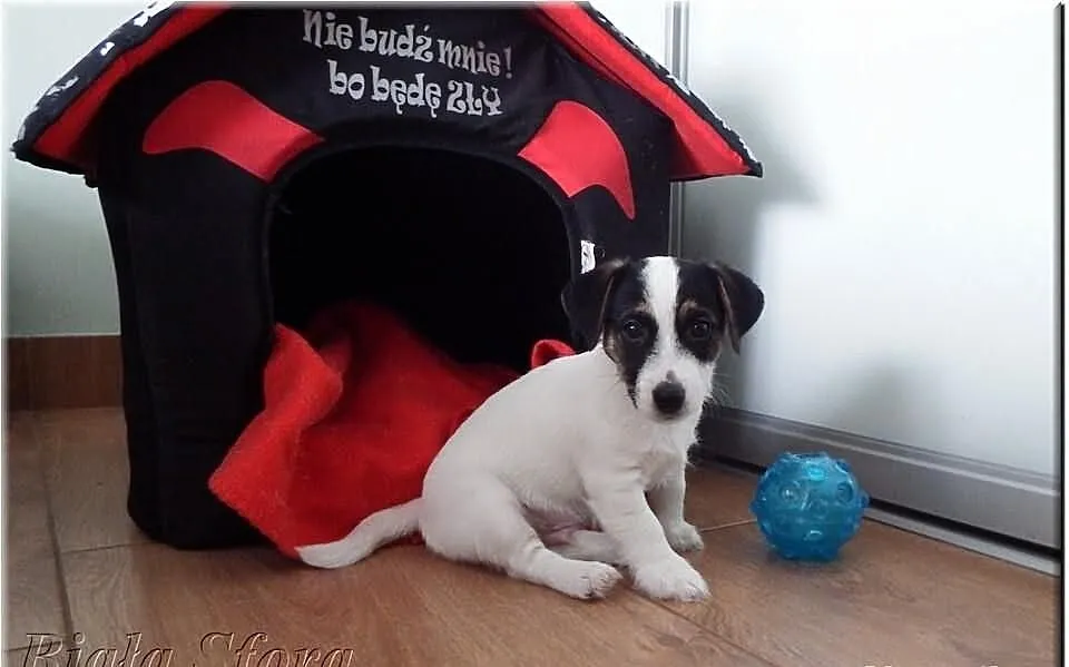 Piesek Jack Russell Terrier z Białej Sfory FCI