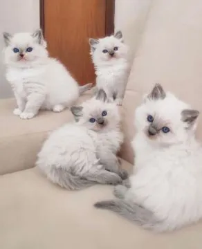 Piękne kocięta Ragdoll... Napisz do mnie na WhatsApp: +44 7453 907158, , Częstochowa