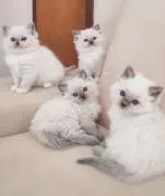 Piękne kocięta Ragdoll... Napisz do mnie na WhatsApp: +44 7453 907158