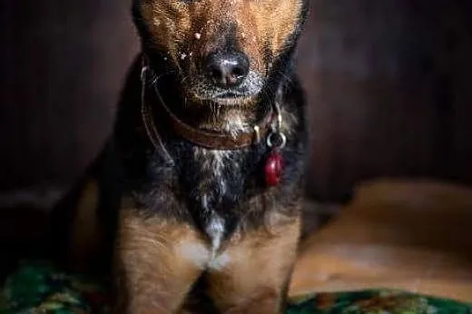WALIK waleczne gorące serce,  lubelskie Lublin