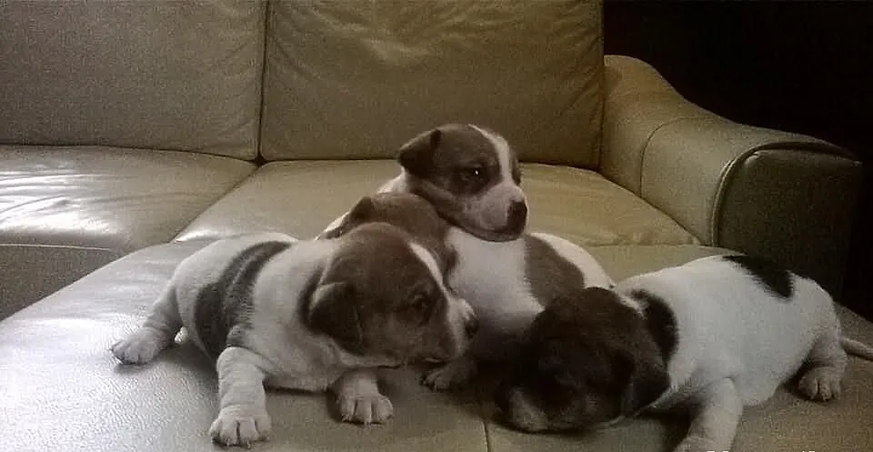 Jack Russell Terier