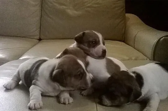 Jack Russell Terier