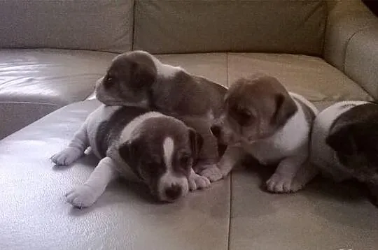 Jack Russell Terier