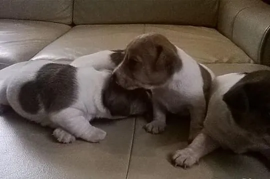 Jack Russell Terier